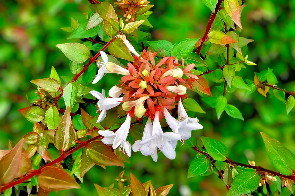 Abelia growing guide